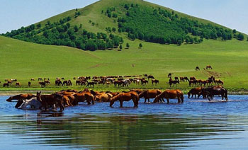 mongolia grassland
